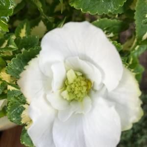 Meet your Posher, Adrian